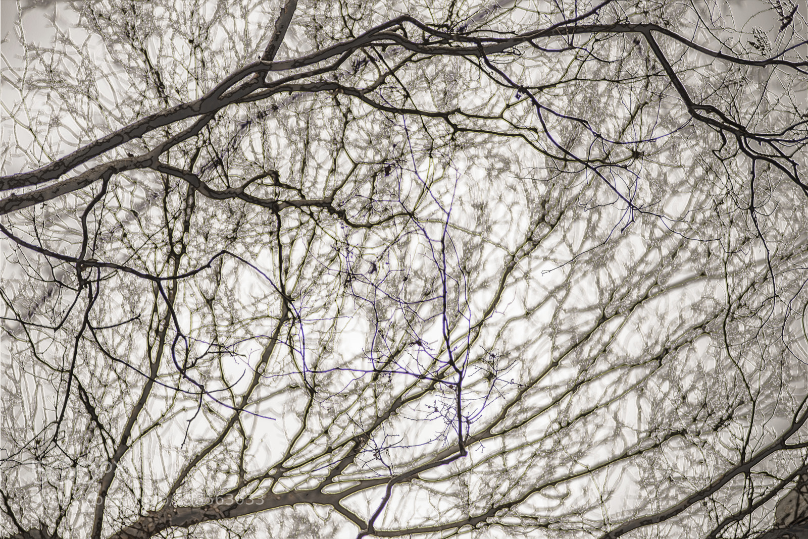 Nikon D600 sample photo. Dark branches in silver photography