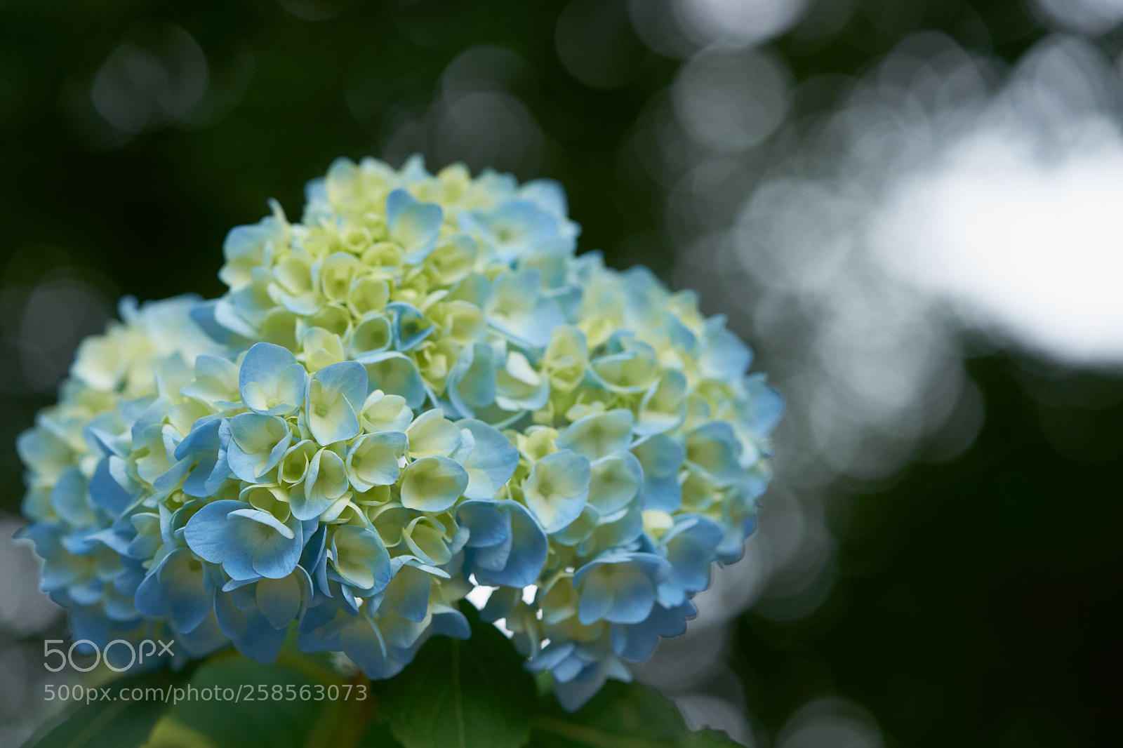 Sony a7 sample photo. Flowers 6617 photography
