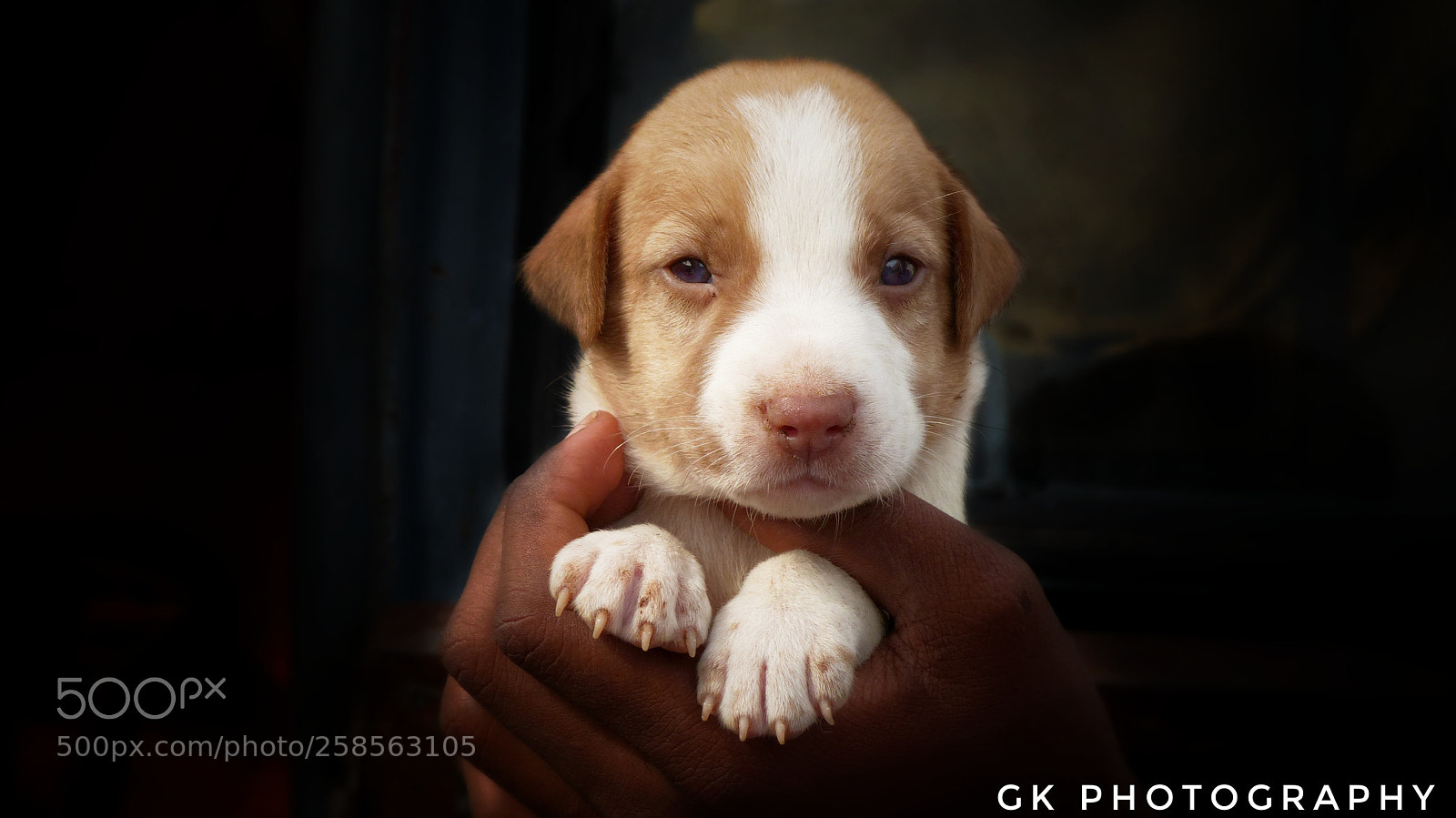 Panasonic Lumix DMC-FZ200 sample photo. Is this puppy cute. photography