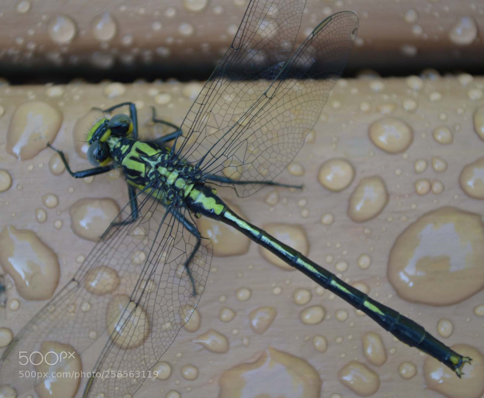Nikon D3200 sample photo. Dragon fly photography