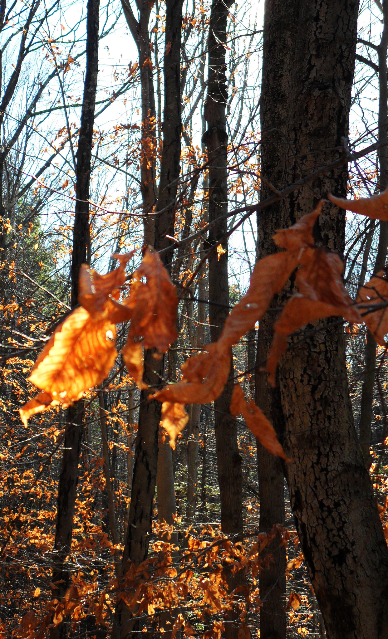 Samsung ES73 / VLUU ES73 /  SL605 sample photo. Autumn light. study ii. photography