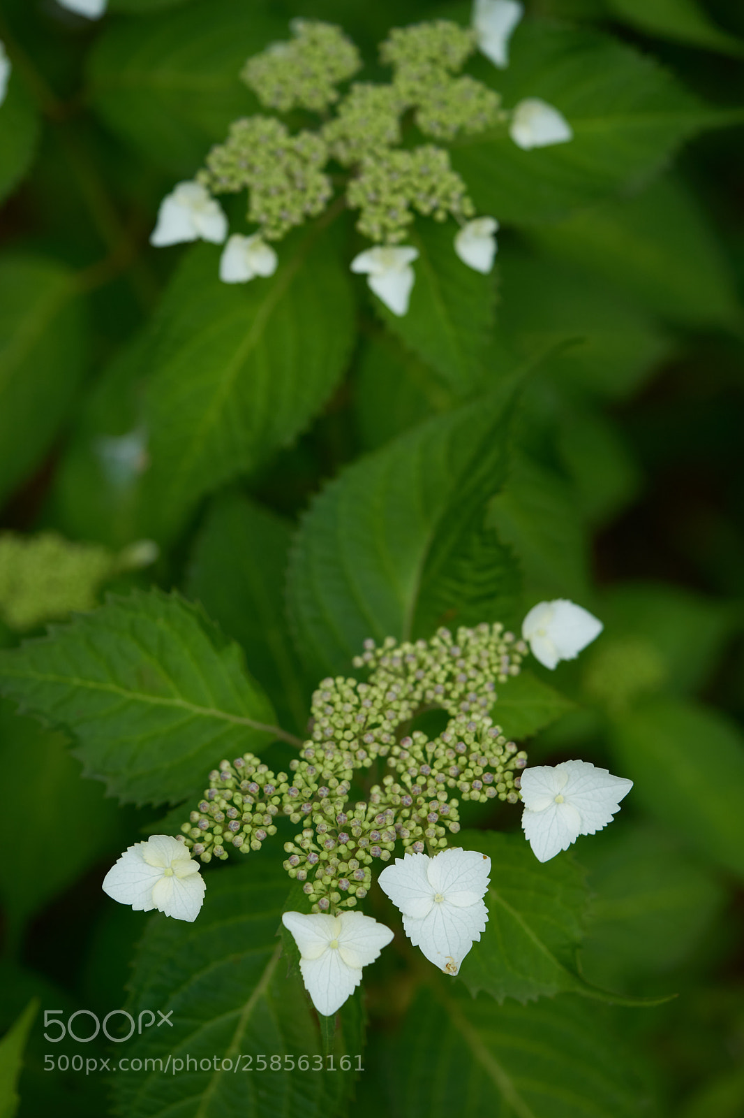 Sony a7 sample photo. Flowers 6618 photography