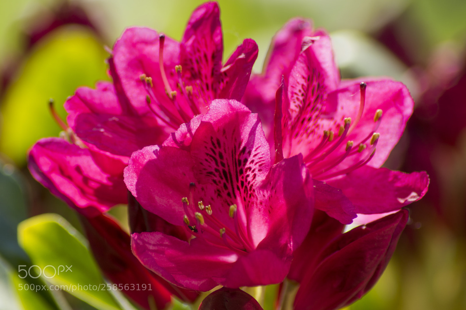 Sony ILCA-77M2 sample photo. Pink flower photography