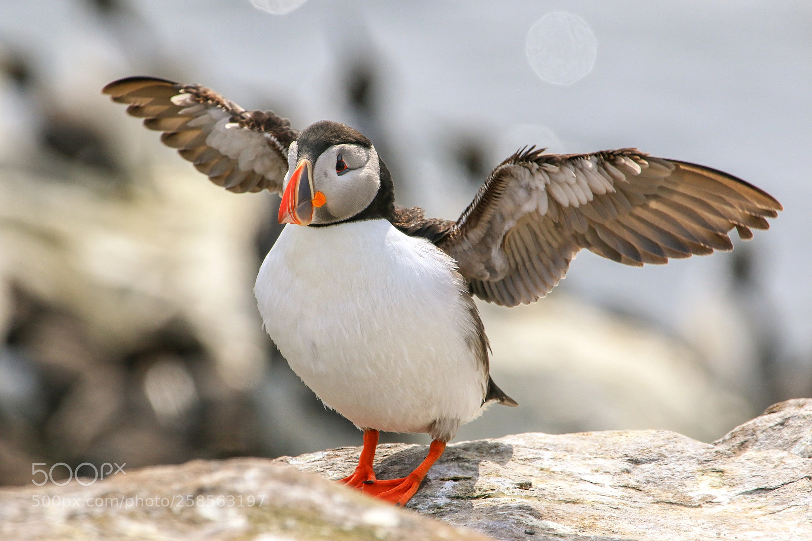 Canon EOS 7D Mark II sample photo. Puffin photography