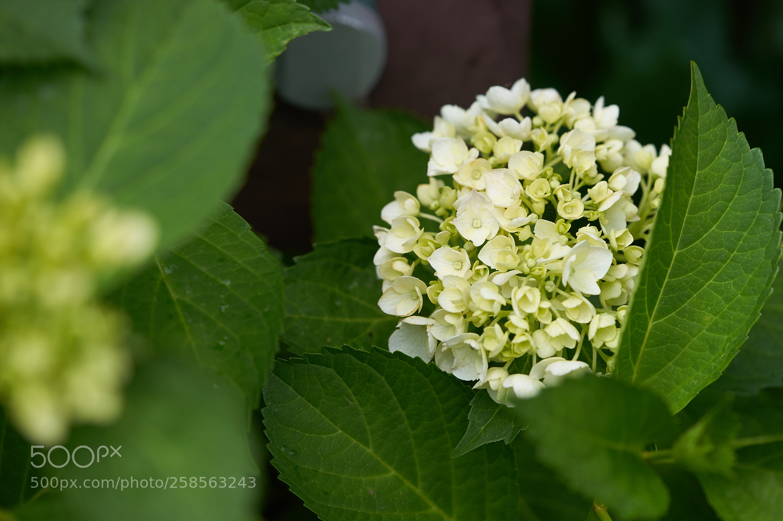 Sony a7 sample photo. Flowers 6619 photography