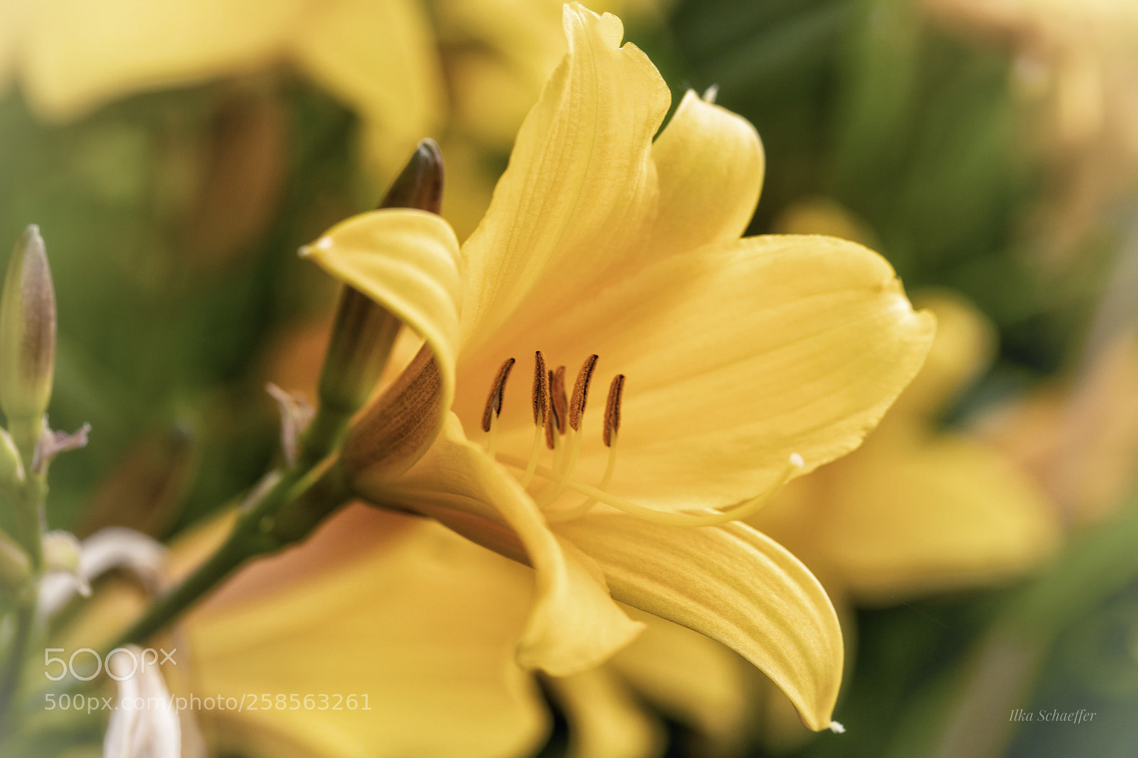 Canon EOS 5D Mark IV sample photo. Eine lilie photography