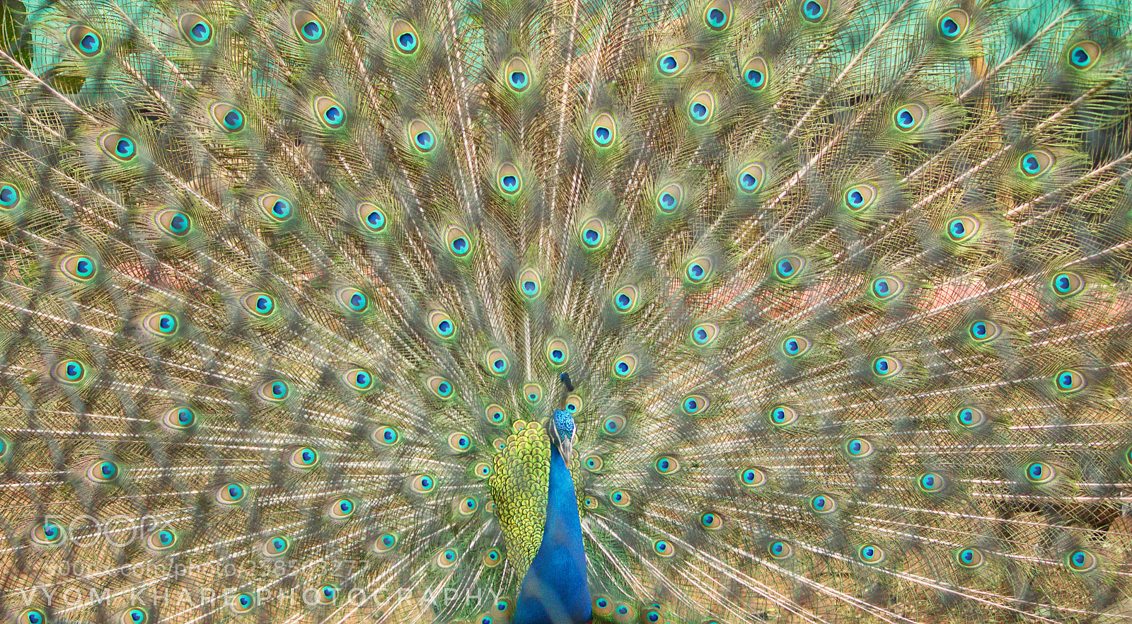 Canon EOS 600D (Rebel EOS T3i / EOS Kiss X5) sample photo. Peacock photography