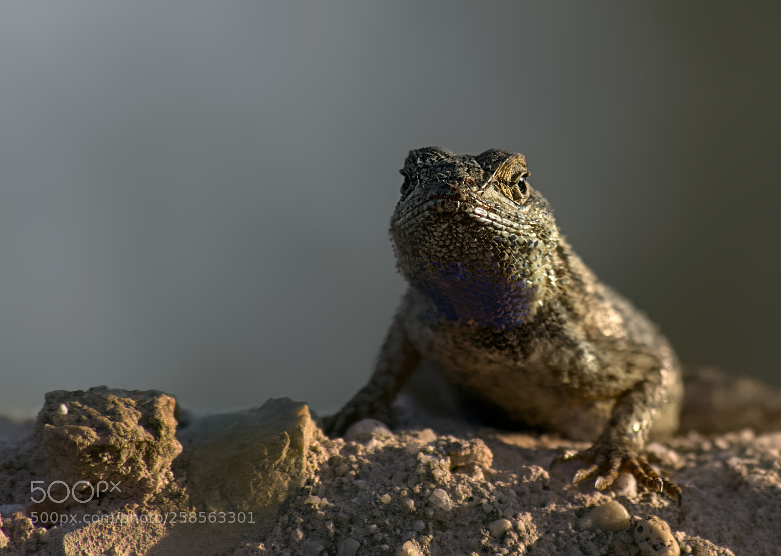Pentax K-50 sample photo. Little monster photography