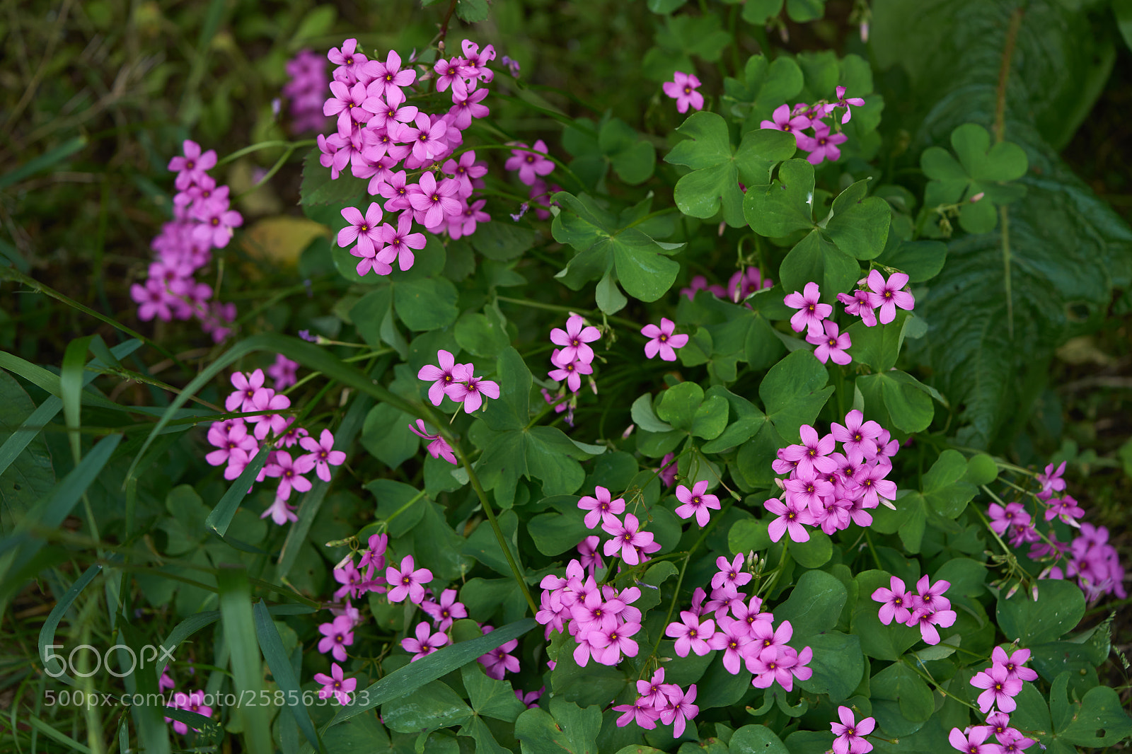 Sony a7 sample photo. Flowers 6620 photography
