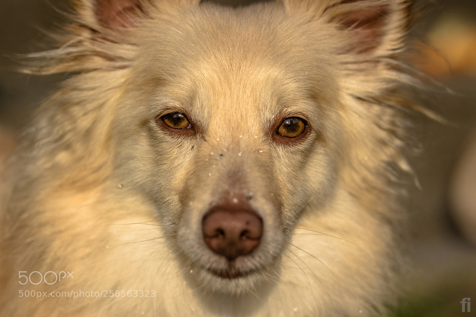 Canon EOS 600D (Rebel EOS T3i / EOS Kiss X5) sample photo. Close-up of a foxy photography