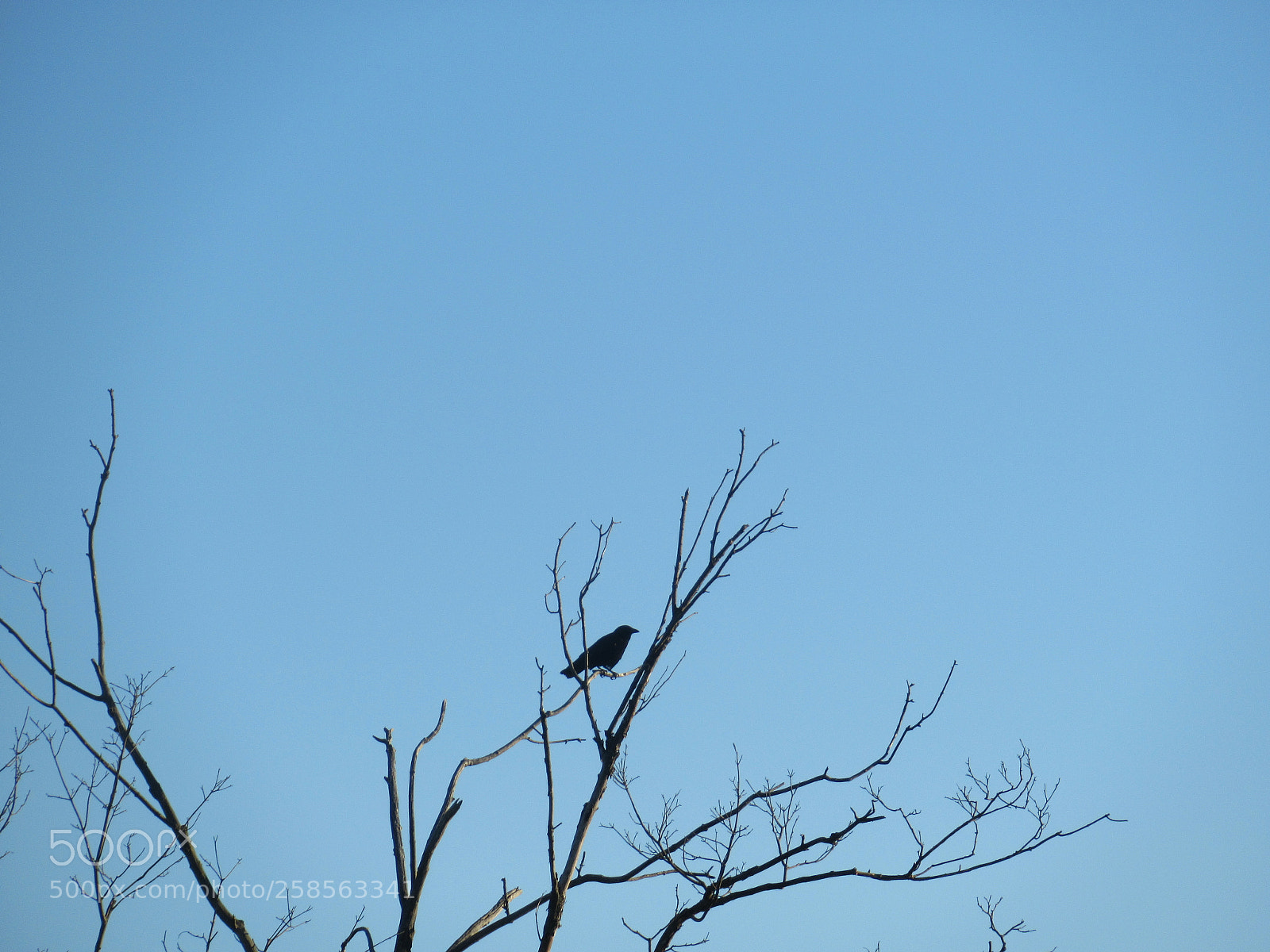 Canon PowerShot SX620 HS sample photo. Resting crow photography