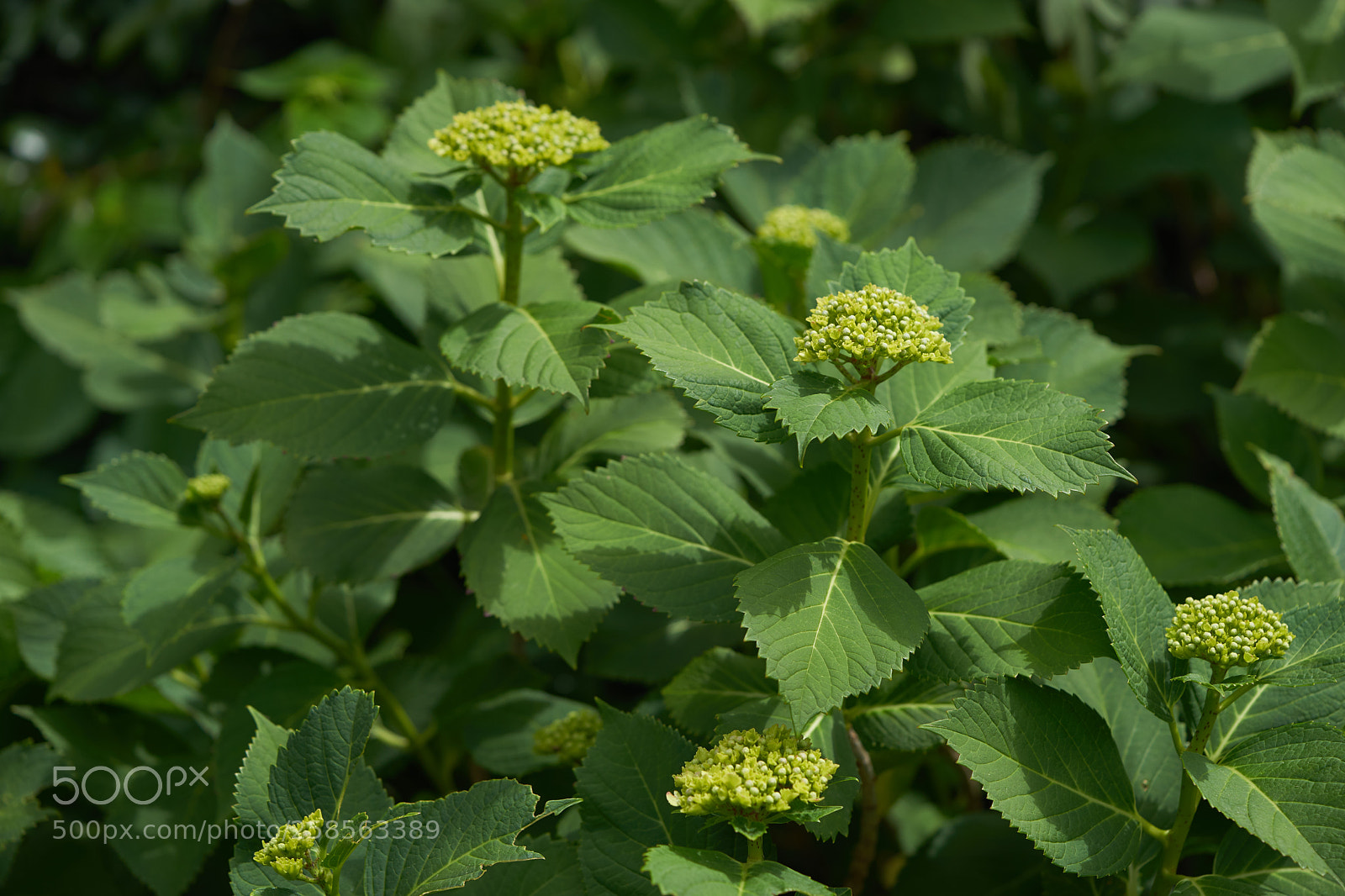 Sony a7 sample photo. Flowers 6621 photography