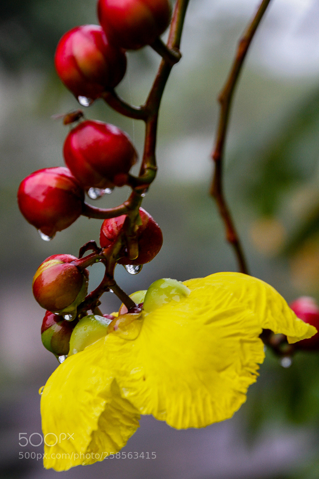 Canon EOS 7D sample photo. A glistening drop of photography