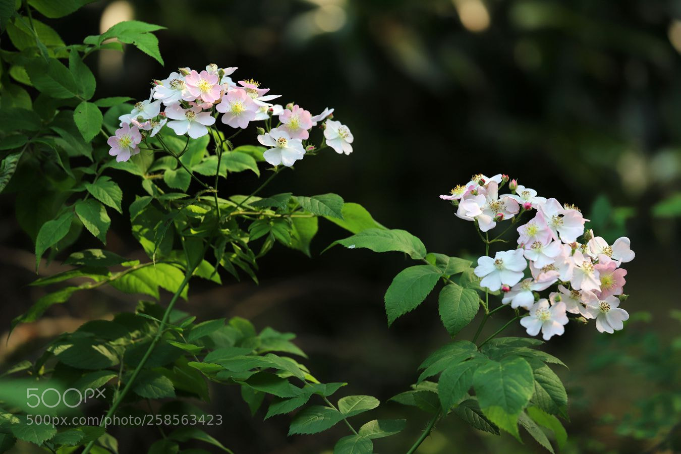 Canon EOS 6D Mark II sample photo. Untitled photography