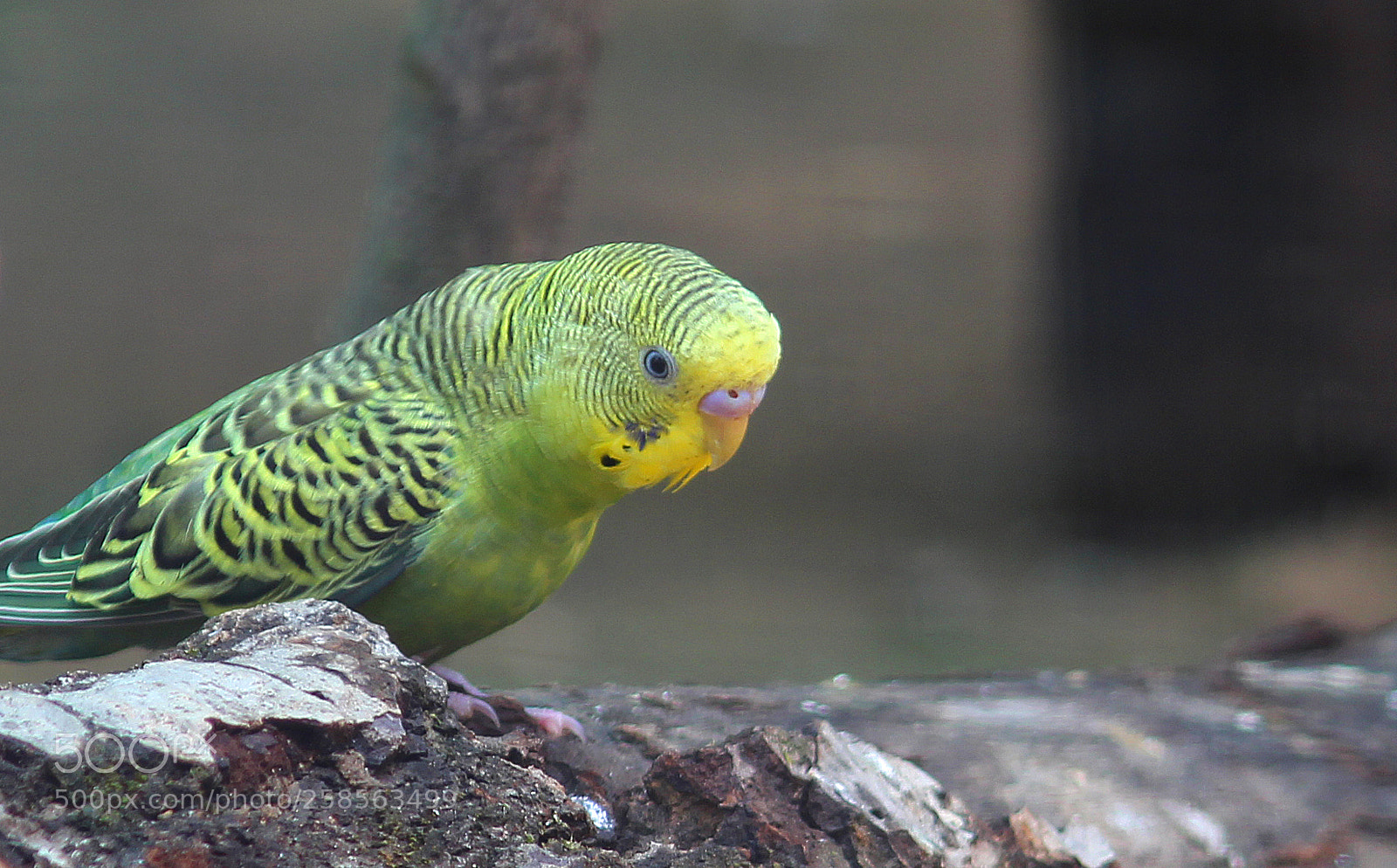 Canon EOS 600D (Rebel EOS T3i / EOS Kiss X5) sample photo. Bird photography