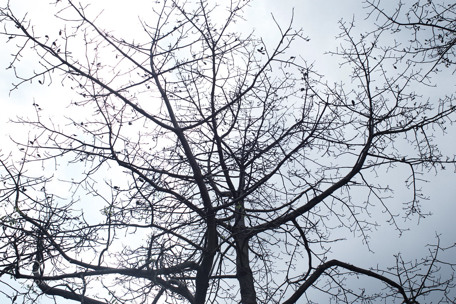 Nikon Df sample photo. Tree photography