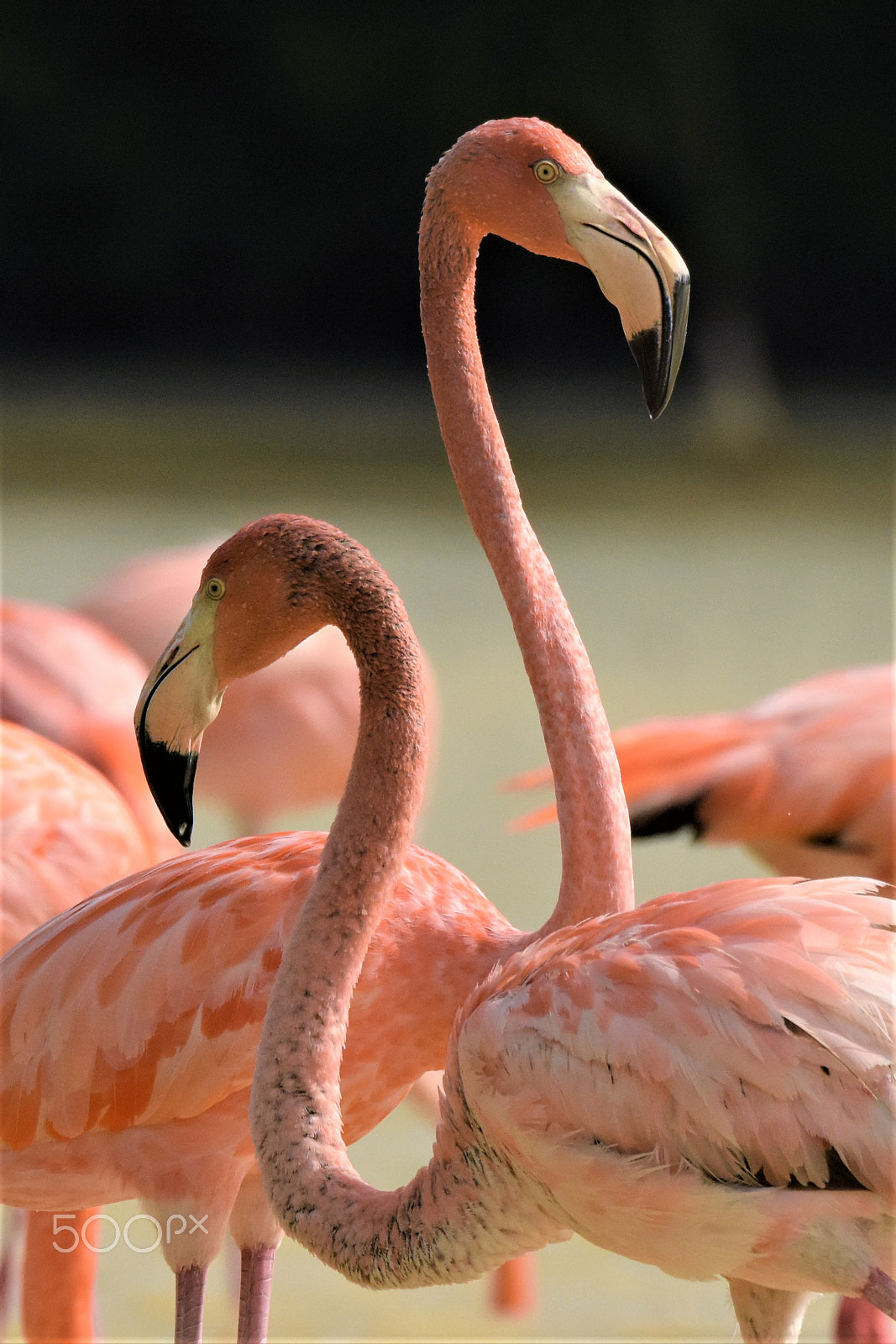 Nikon AF-S Nikkor 200-500mm F5.6E ED VR sample photo. Lovely unusual creatures. photography