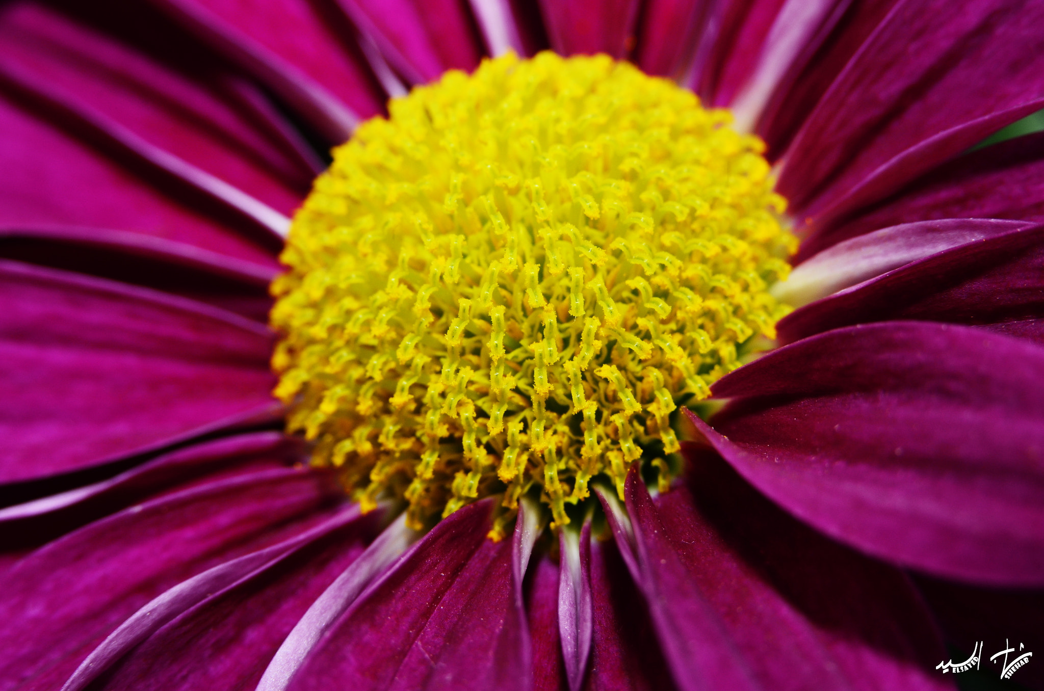 Nikon D5100 sample photo. Violet chrysanthemum photography