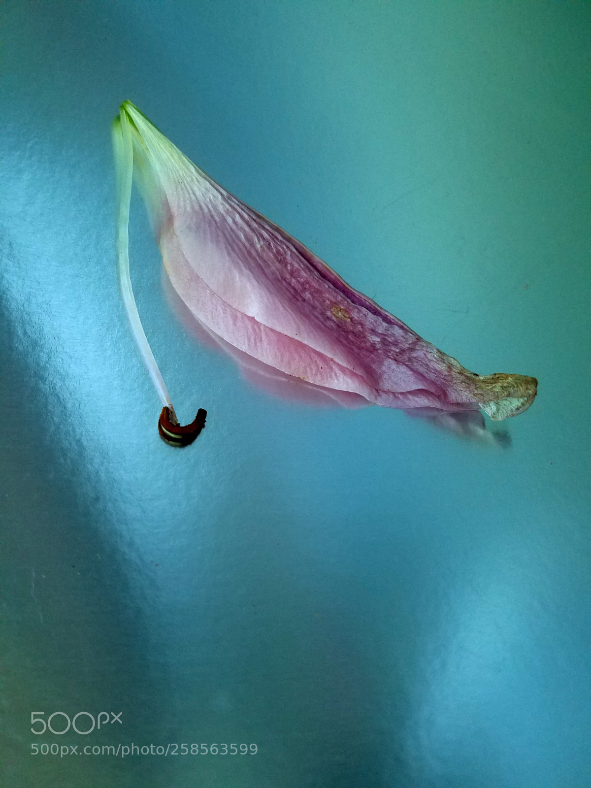 Samsung Galaxy S7 Edge sample photo. Lily petal photography