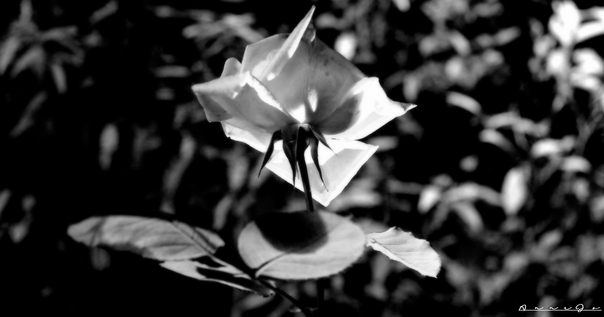 Canon EF-S 18-200mm F3.5-5.6 IS sample photo. ...on my terms photography