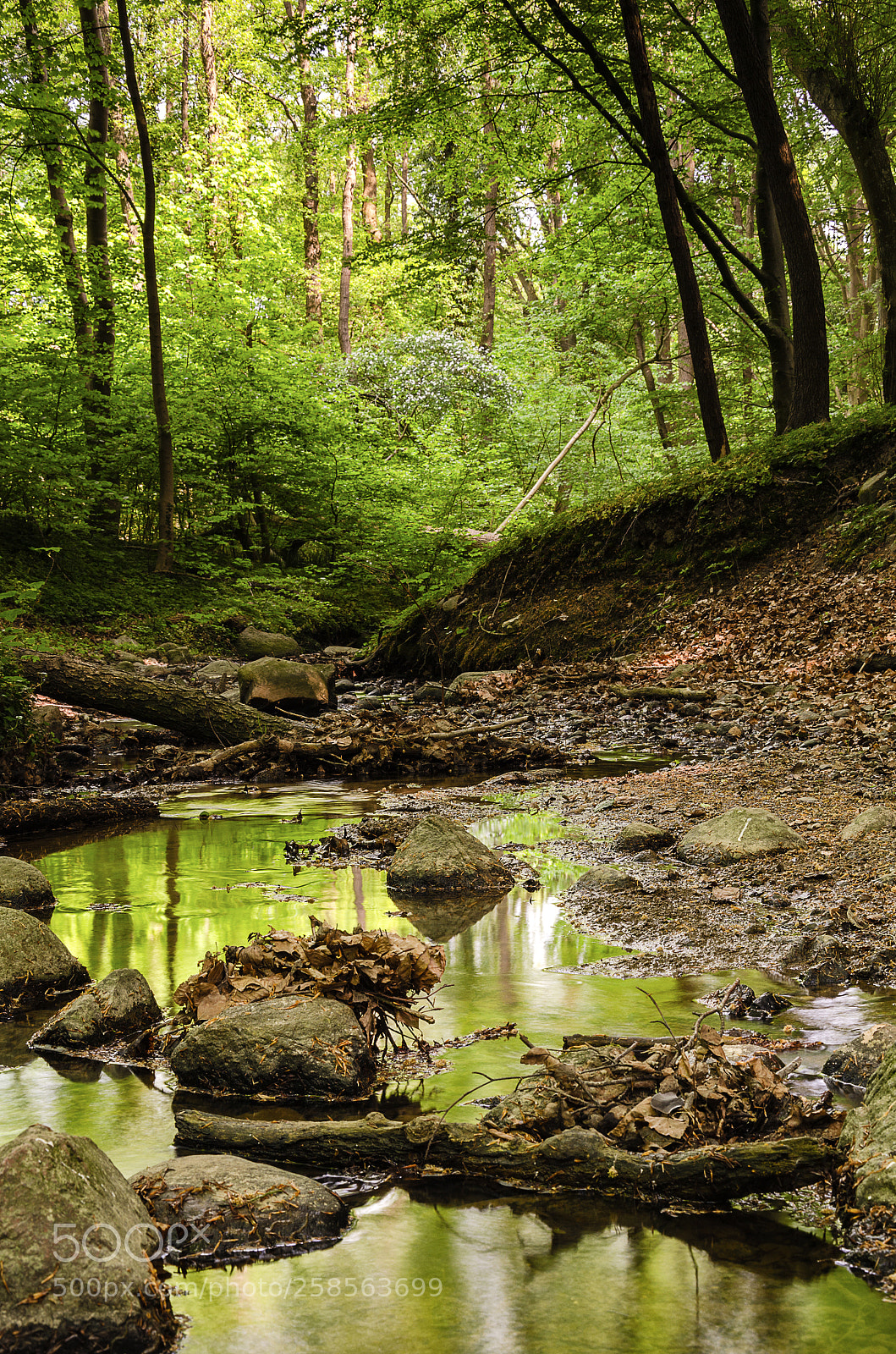 Nikon D7000 sample photo. Stunning greens photography