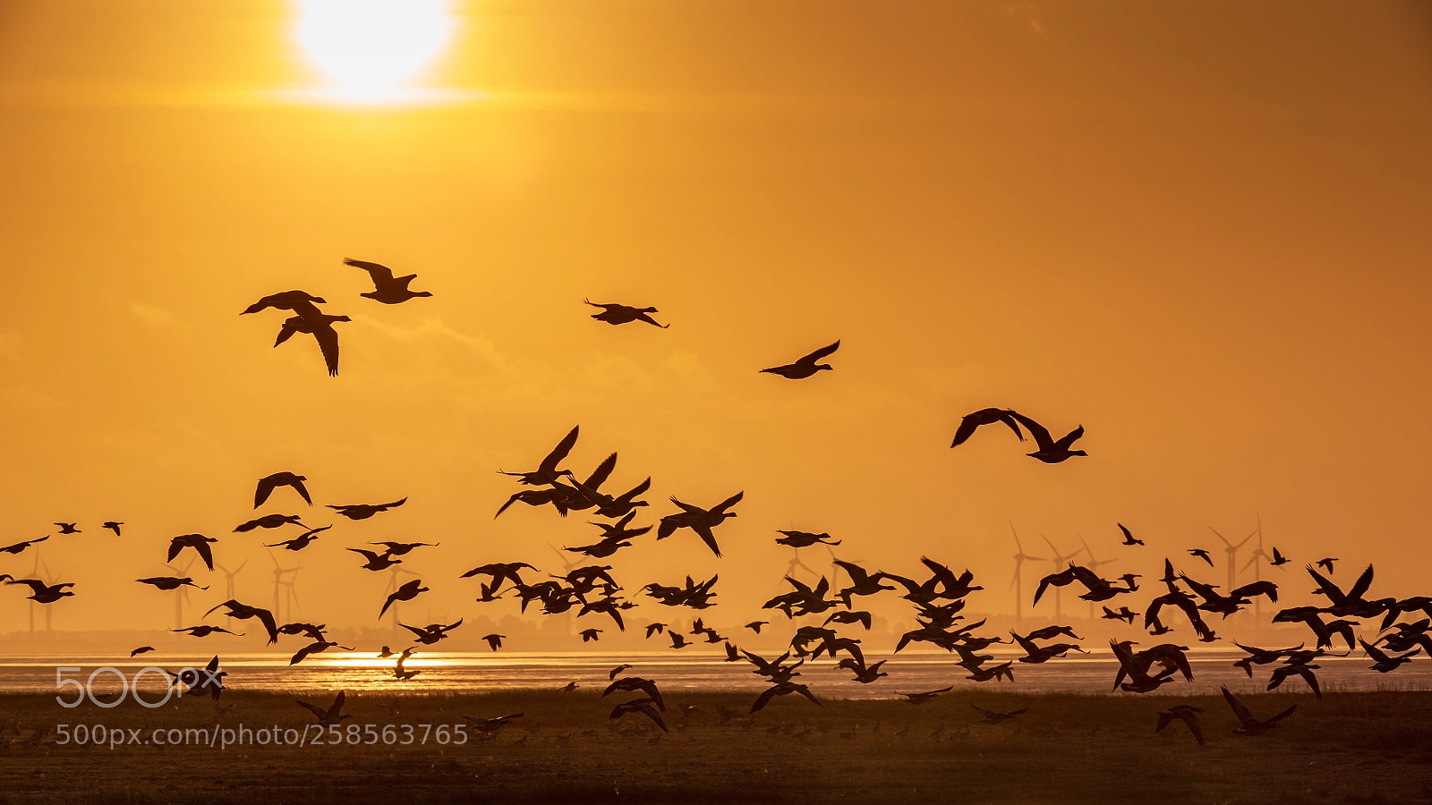 Canon EOS 6D sample photo. Barnacle goose photography