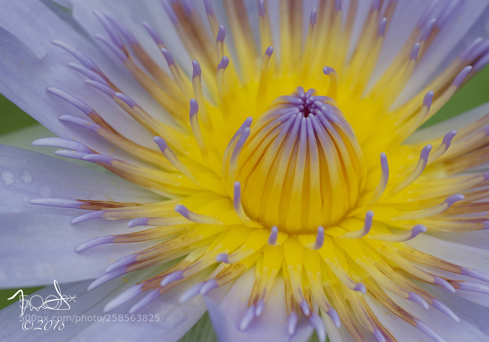 Nikon D750 sample photo. Water lily macro photography