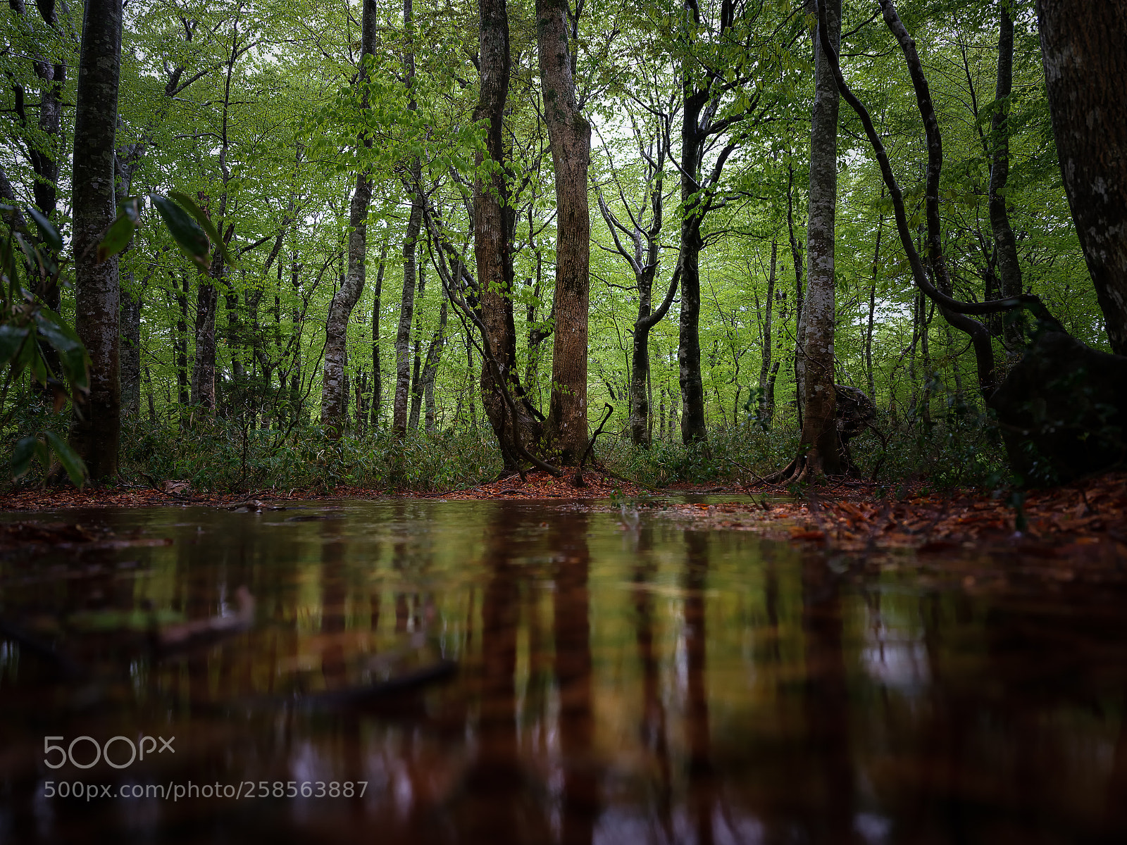 Fujifilm GFX 50S sample photo. Forest mirror photography