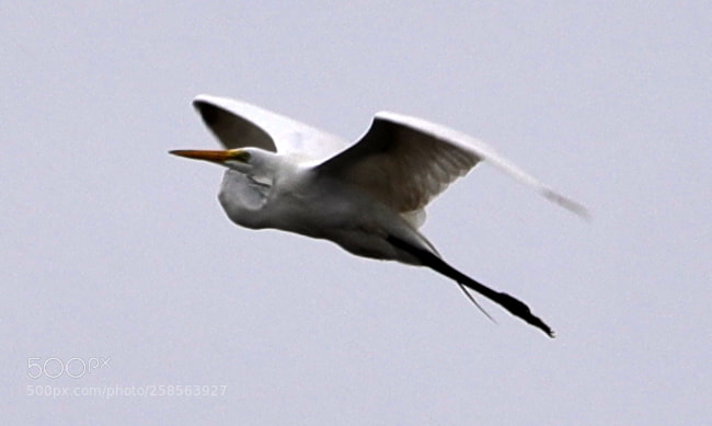 Canon EOS-1D X Mark II sample photo. 05-19-18-0018682.jpg photography