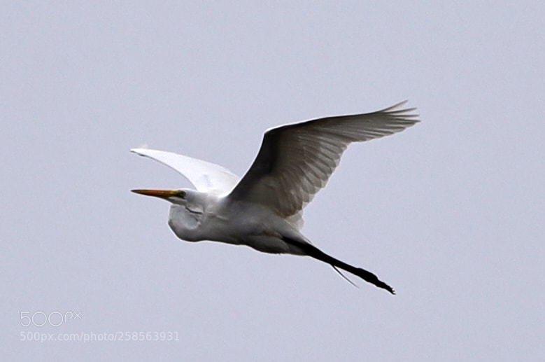 Canon EOS-1D X Mark II sample photo. 05-19-18-0018681.jpg photography