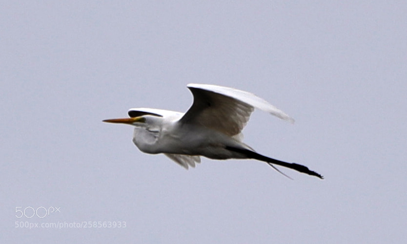 Canon EOS-1D X Mark II sample photo. 05-19-18-0018680.jpg photography