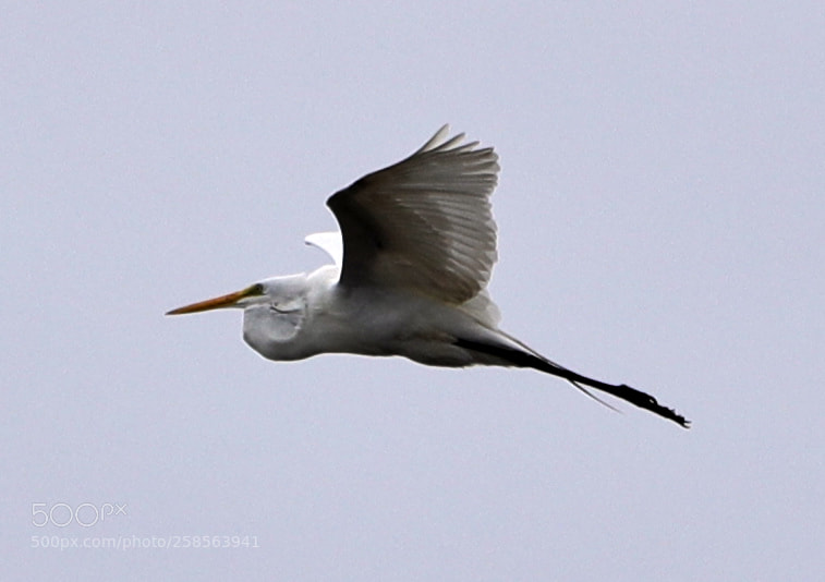 Canon EOS-1D X Mark II sample photo. 05-19-18-0018677.jpg photography