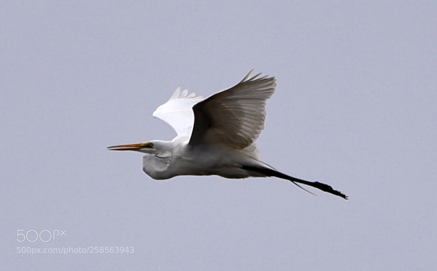 Canon EOS-1D X Mark II sample photo. 05-19-18-0018679.jpg photography