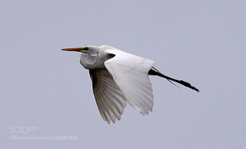 Canon EOS-1D X Mark II sample photo. 05-19-18-0018678.jpg photography