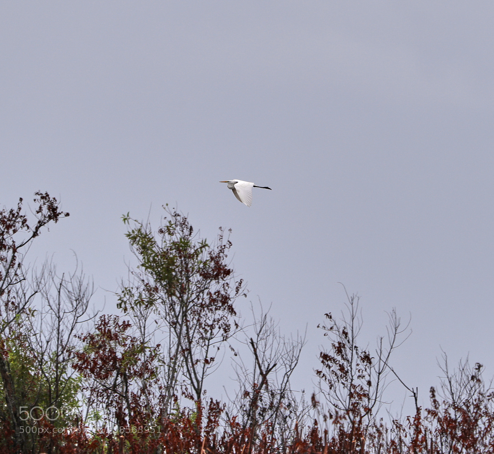 Canon EOS-1D X Mark II sample photo. 05-19-18-0018648.jpg photography