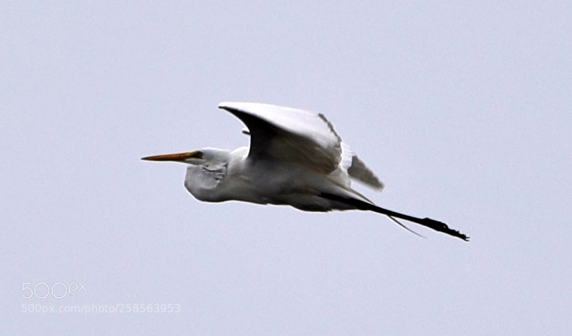 Canon EOS-1D X Mark II sample photo. 05-19-18-0018675.jpg photography