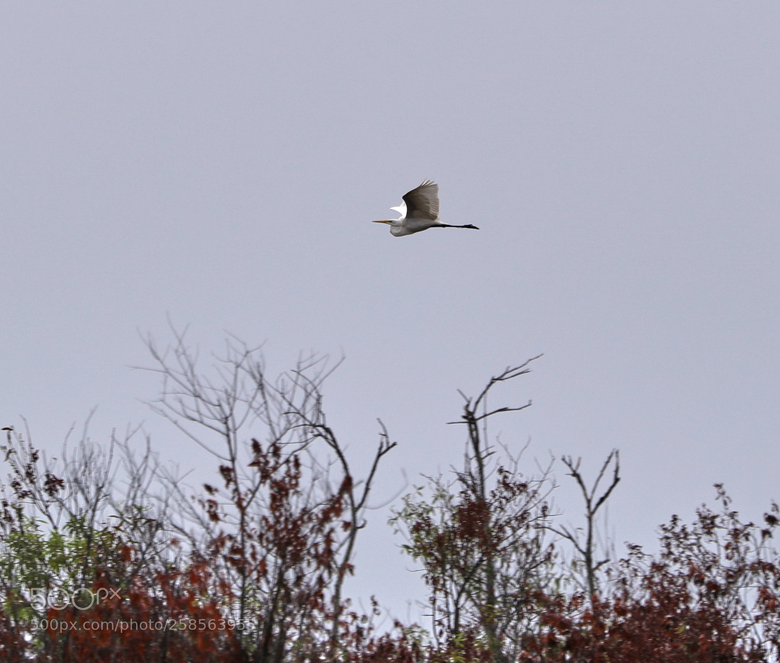 Canon EOS-1D X Mark II sample photo. 05-19-18-0018647.jpg photography