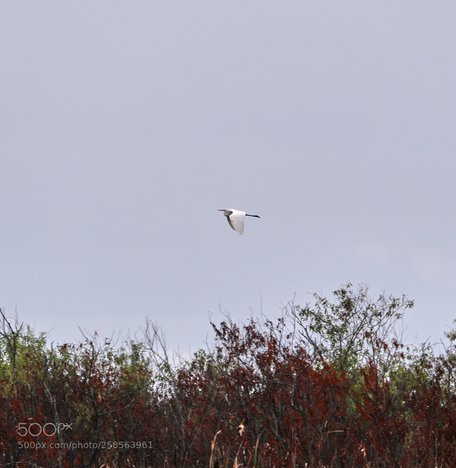 Canon EOS-1D X Mark II sample photo. 05-19-18-0018646.jpg photography