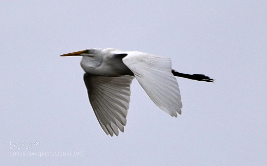 Canon EOS-1D X Mark II sample photo. 05-19-18-0018664.jpg photography