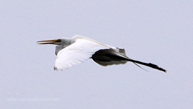 Canon EOS-1D X Mark II sample photo. 05-19-18-0018674.jpg photography