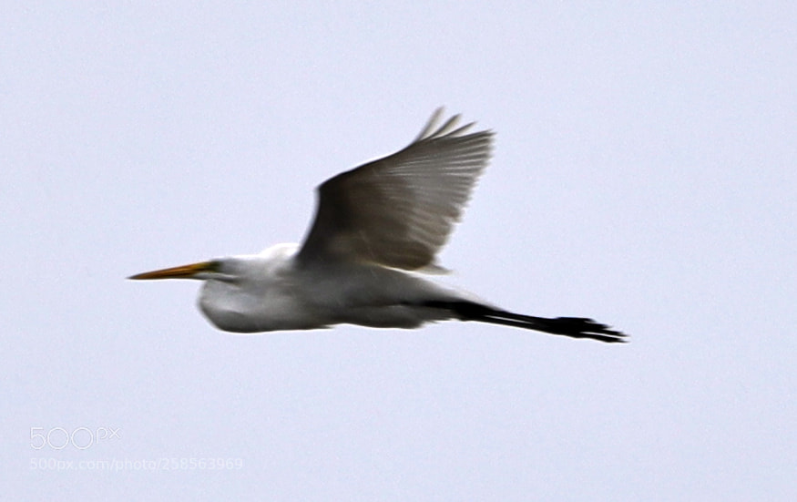 Canon EOS-1D X Mark II sample photo. 05-19-18-0018663.jpg photography