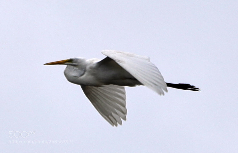 Canon EOS-1D X Mark II sample photo. 05-19-18-0018662.jpg photography
