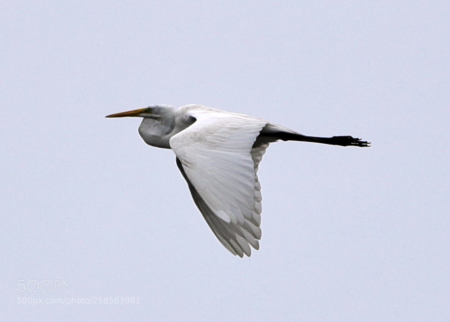 Canon EOS-1D X Mark II sample photo. 05-19-18-0018657.jpg photography