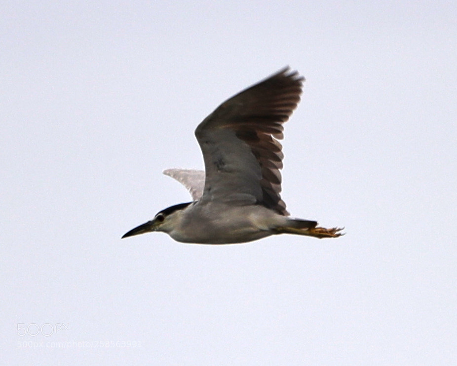 Canon EOS-1D X Mark II sample photo. 05-19-18-0018763.jpg photography