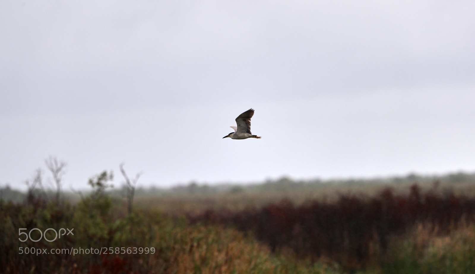 Canon EOS-1D X Mark II sample photo. 05-19-18-0018763 1.jpg photography
