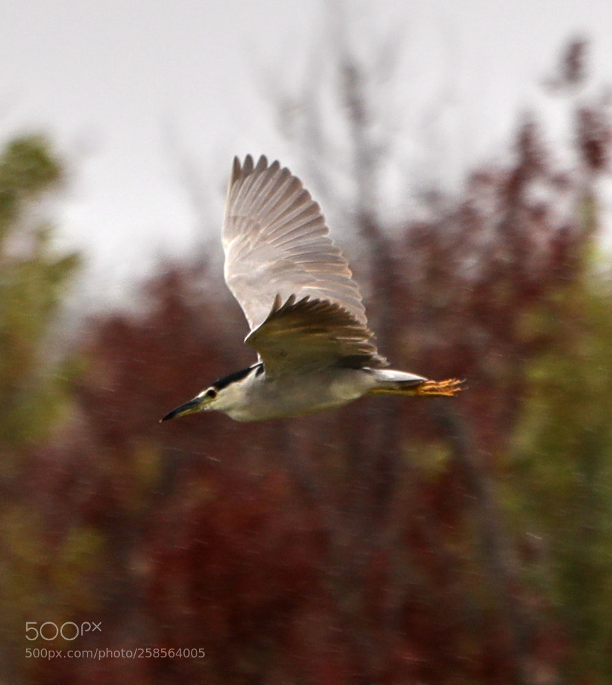 Canon EOS-1D X Mark II sample photo. 05-19-18-0018762.jpg photography