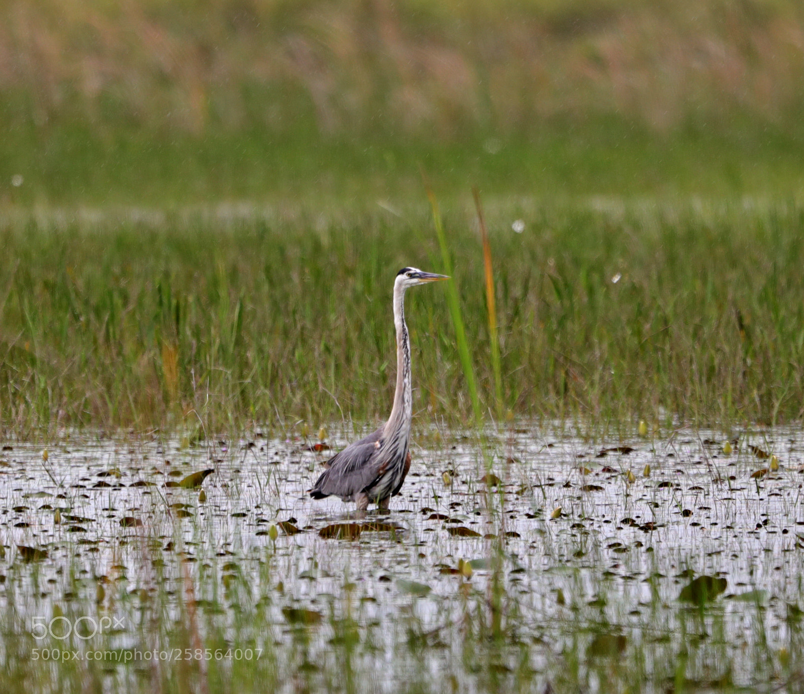 Canon EOS-1D X Mark II sample photo. 05-19-18-0018813.jpg photography