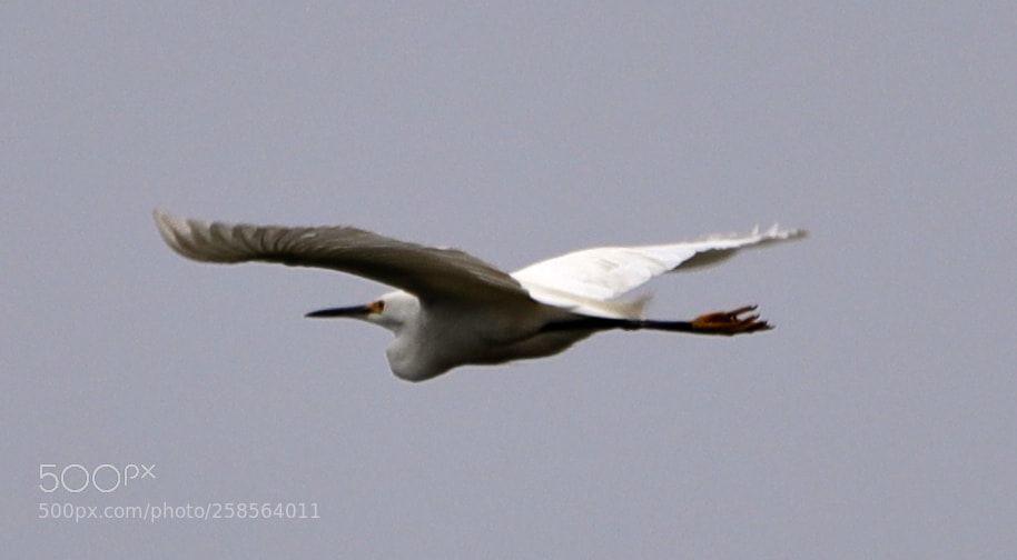 Canon EOS-1D X Mark II sample photo. 05-19-18-0018787.jpg photography