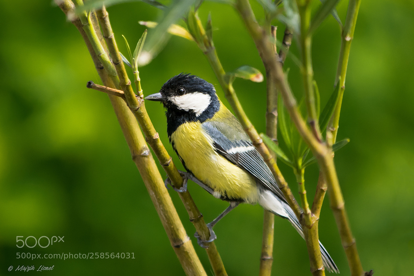 Nikon D3300 sample photo. Great tit photography