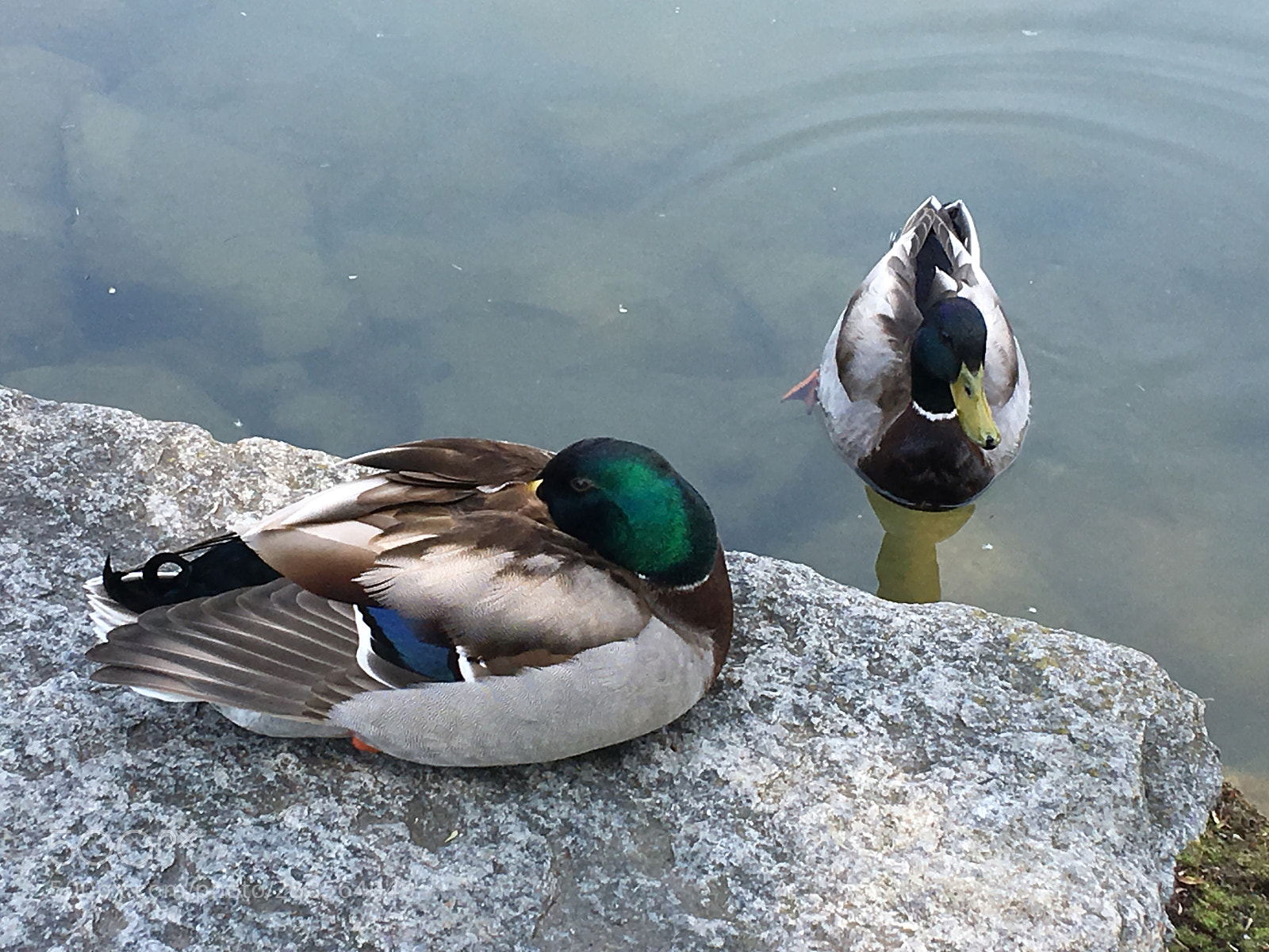 Apple iPhone 6s Plus sample photo. Schweiz basel-stadt photography